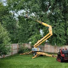 Best Lawn Renovation and Restoration  in Spencerville, NM