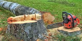 Best Tree Removal  in Spencerville, NM