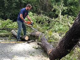 How Our Tree Care Process Works  in  Spencerville, NM
