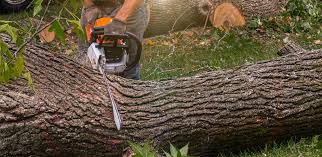 Best Lawn Maintenance Plans  in Spencerville, NM