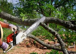 Best Lot and Land Clearing  in Spencerville, NM
