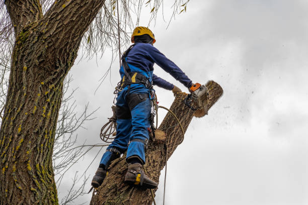  Spencerville, NM Tree Removal Pros