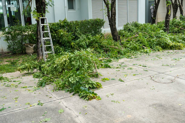 Best Lawn Disease Treatment  in Spencerville, NM
