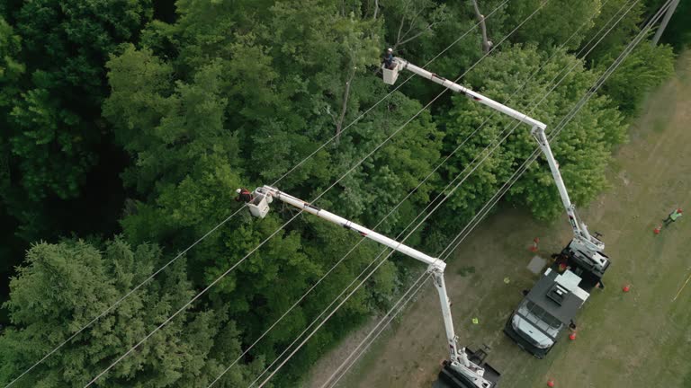 Best Tree Maintenance Programs  in Spencerville, NM