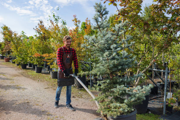 Best Tree and Shrub Care  in Spencerville, NM
