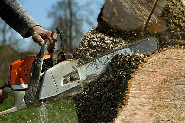 Reliable Spencerville, NM Tree Removal Solutions