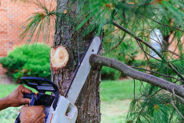 Best Tree Health Inspection  in Spencerville, NM